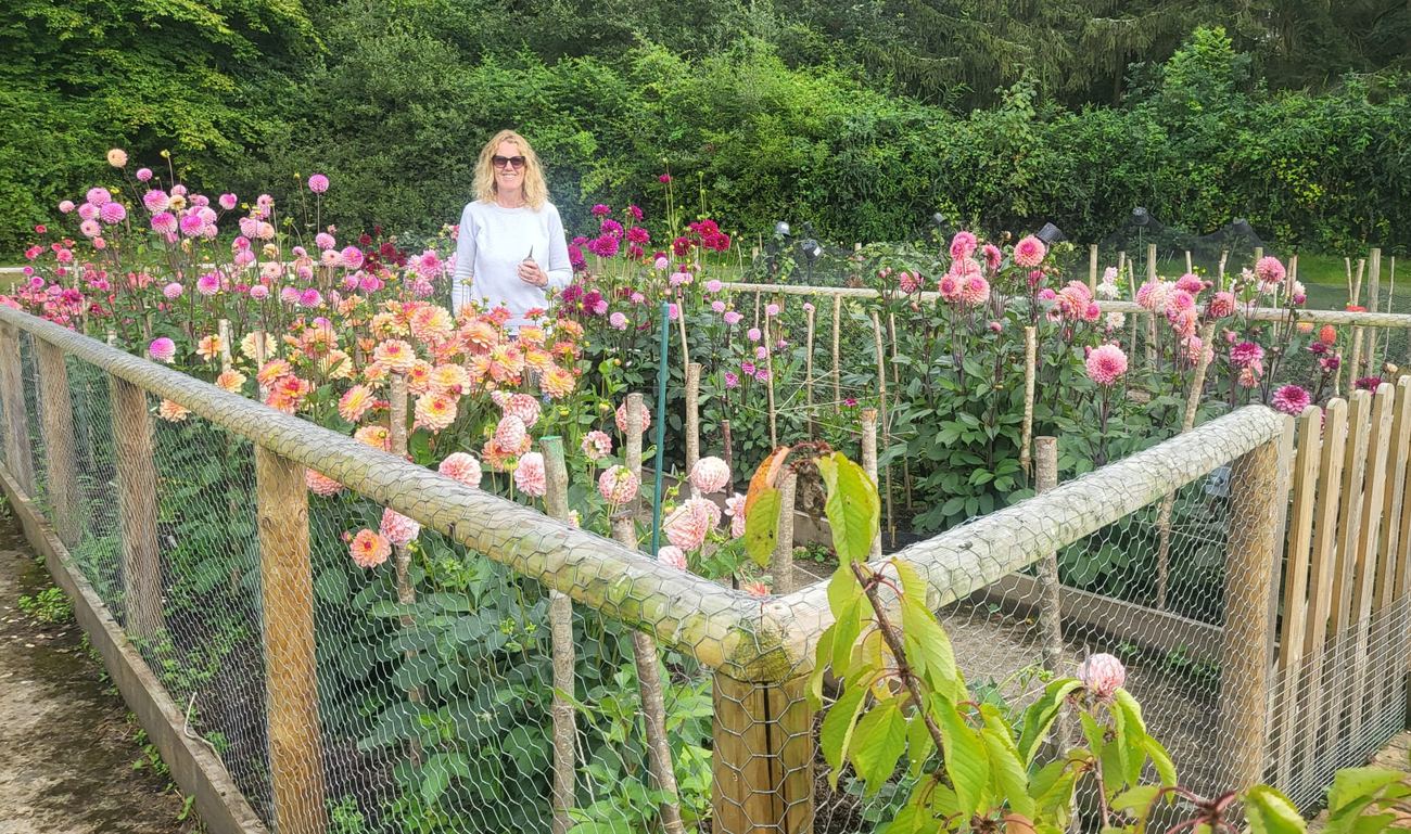 Liz standing among the dahlia beds in flower at Ewhurst