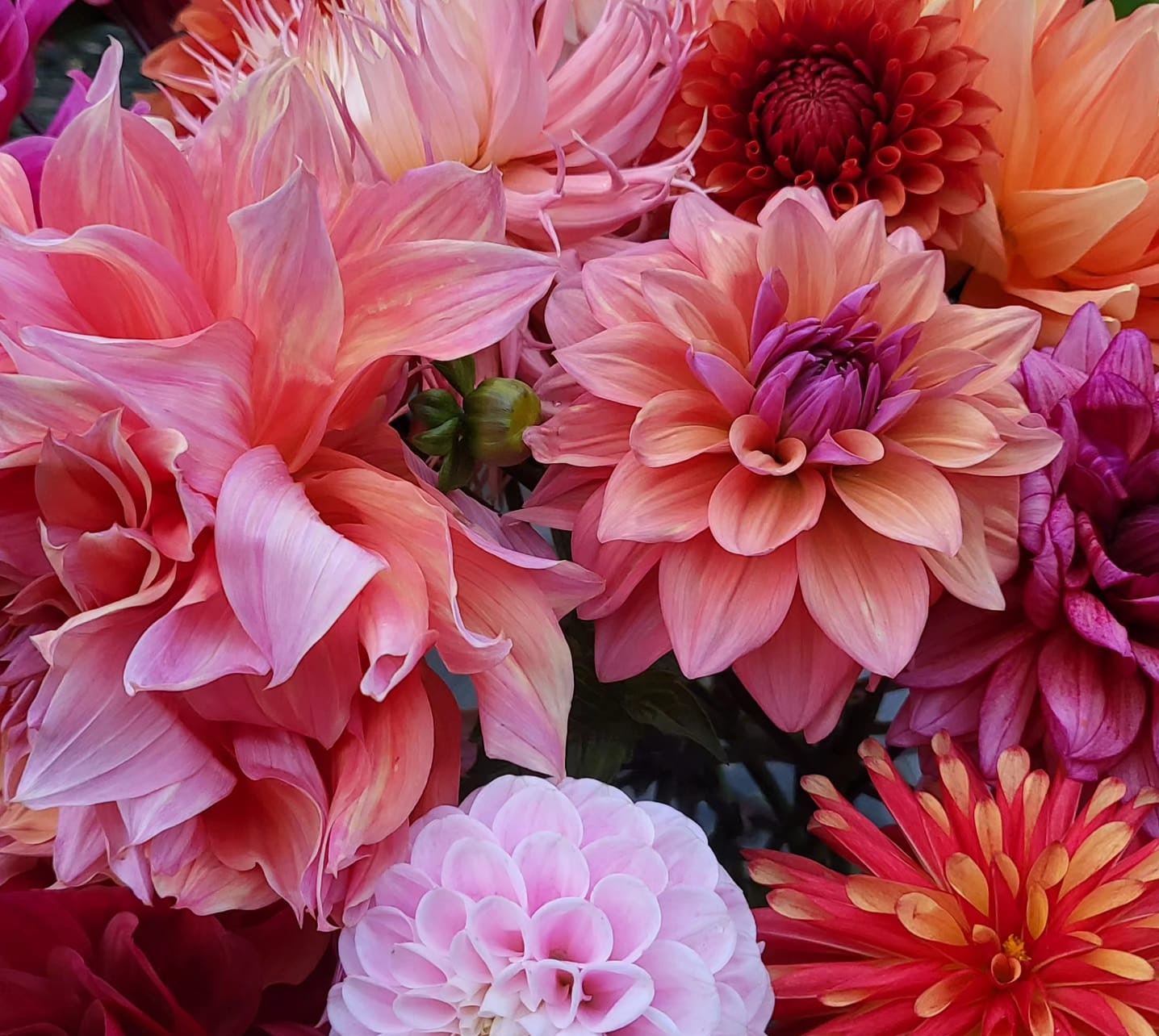 A dense mass of freshly cut dahlias in coral, pink, peach and crimson