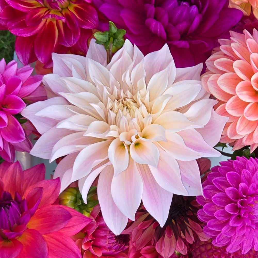 A large cream and blush dahlia surrounded by magenta and coral blooms